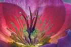 USA, Washington State, Seabeck. Purple hellebore flower close-up. Art Print